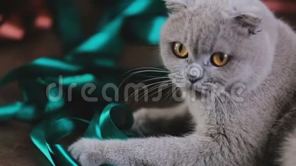 可爱的苏格兰褶皱灰猫玩彩带家庭宠物爱视频的预览图