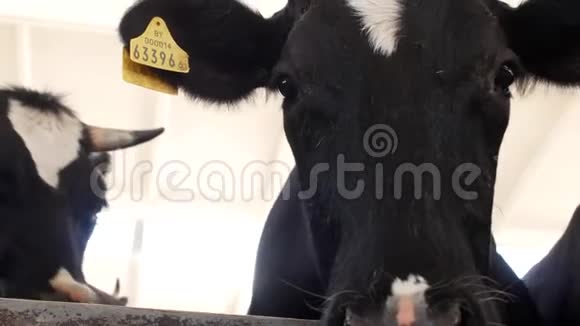 一头黑牛站在一个摊子里看着镜头嚼着青草特写农场牛肉视频的预览图