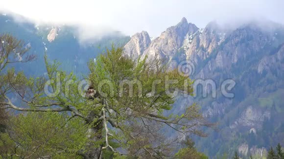 一棵老树和高山美丽的自然景观视频的预览图