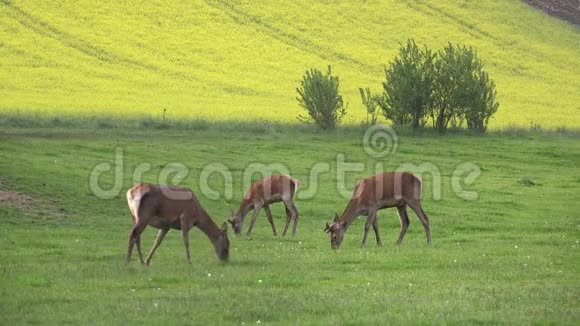 迪尔斯一家人在一个阳光明媚的春天在野外放牧绿色的鲜草视频的预览图