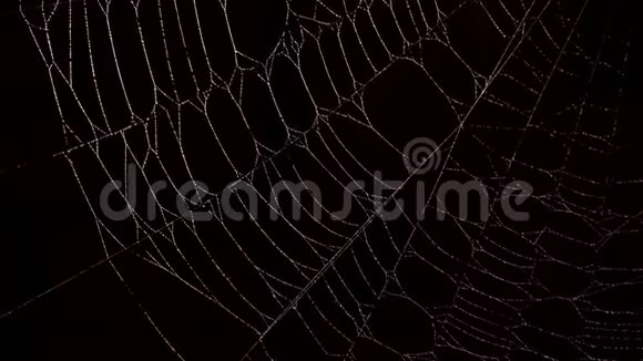 专注于蜘蛛网夜晚黑暗背景视频的预览图