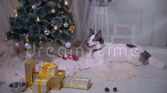 在圣诞树下等待礼物的狗高清视频的预览图
