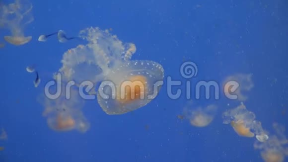 黄色水母在蓝水上游泳场面宁静视频的预览图