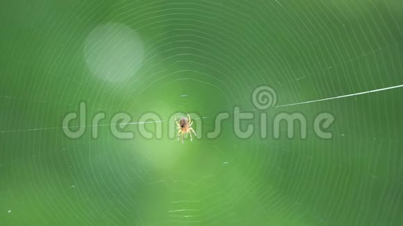 特写镜头聚焦在微风中蛛网上的小蜘蛛背景中模糊的绿色自然视频的预览图