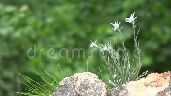 柔和的雪绒花生长在寒冷的岩石山上绿色的自然视频的预览图