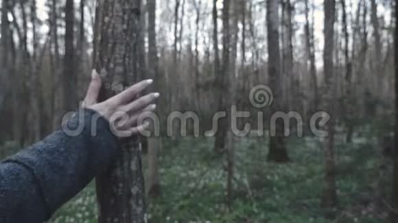 女孩的手抚摸着春天森林里的树视频的预览图