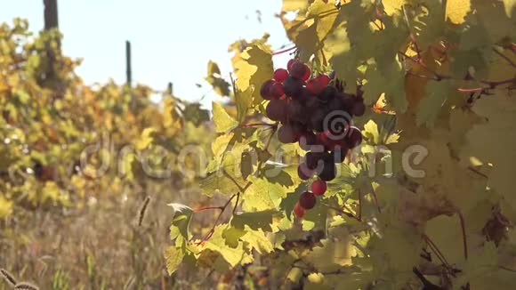关注葡萄园的新鲜葡萄温暖的秋日阳光视频的预览图