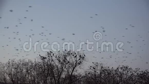 许多乌鸦飞过漆黑的天空空旷的树木荒凉的地方视频的预览图