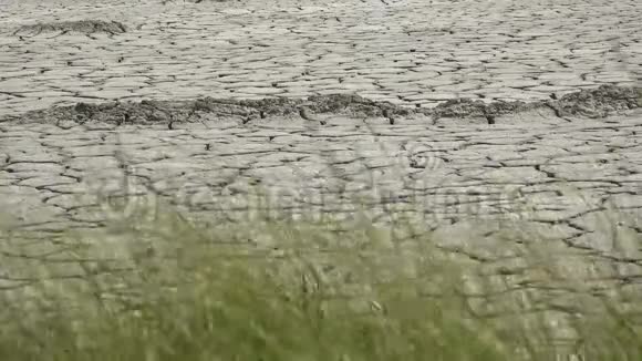 在干旱的土壤上生长着青草希望的概念视频的预览图