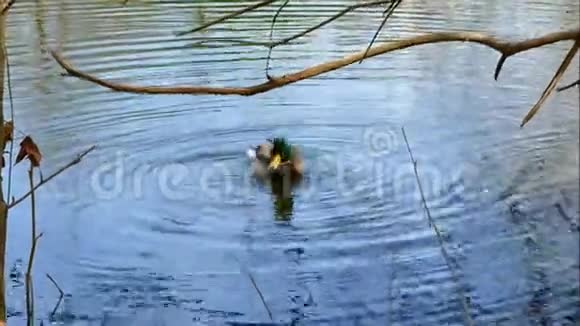 马拉兹阿纳斯普拉丁希斯在池塘里游泳视频的预览图