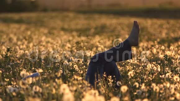 女人光着脚自由在夕阳绽放的蒲公英田野上视频的预览图