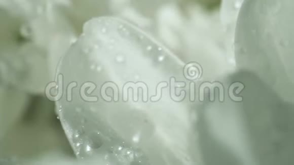 在朝阳下滴着水珠的白菊花华丽的花束特写视频的预览图