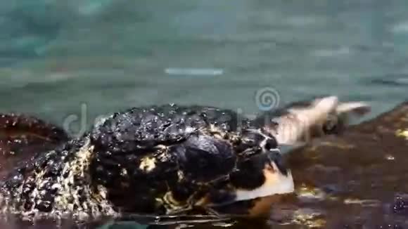 大海龟视频的预览图