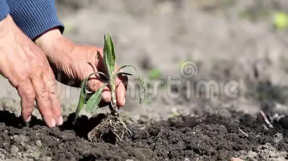 农民把一株脆弱的绿色植物种在肥沃的土地上视频的预览图