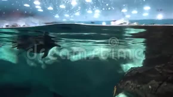 一只企鹅在动物园里游泳视频的预览图