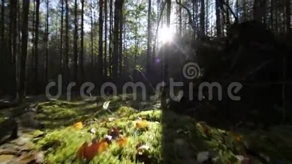 在阳光明媚的阳光下在深林中的苔藓和草上飞行太阳光的镜头耀斑视频的预览图