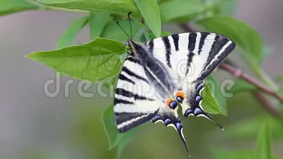 燕尾蝶在春绿的叶子上视频的预览图