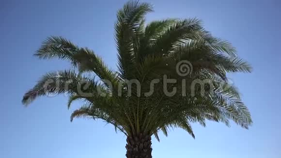 棕榈树在微风中翩翩起舞明媚的阳光在蓝天上闪耀节日邀请视频的预览图