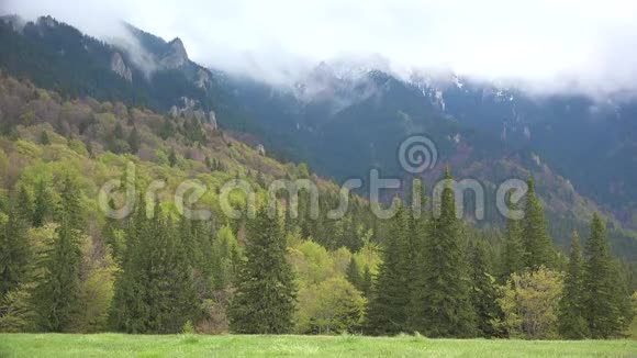 绿色的森林高山上的雾气春天的景色视频的预览图