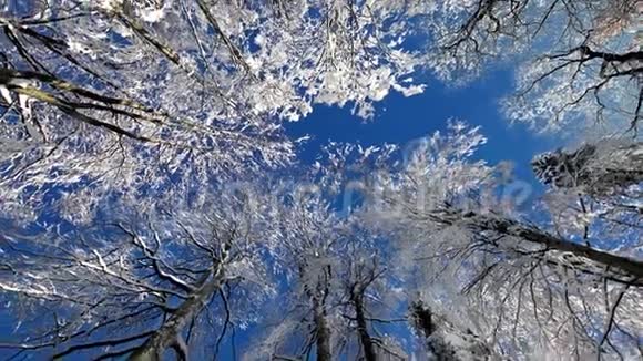 冬天仰望高高的树木满是雪和蓝天视频的预览图