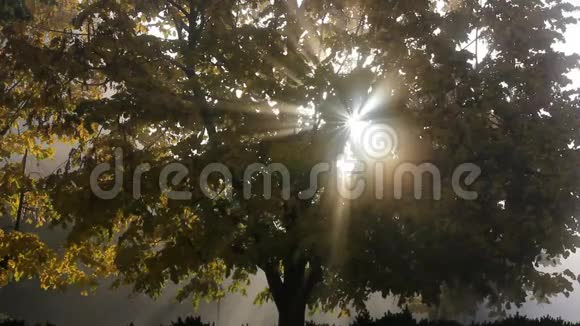 阳光透过树叶晨雾视频的预览图