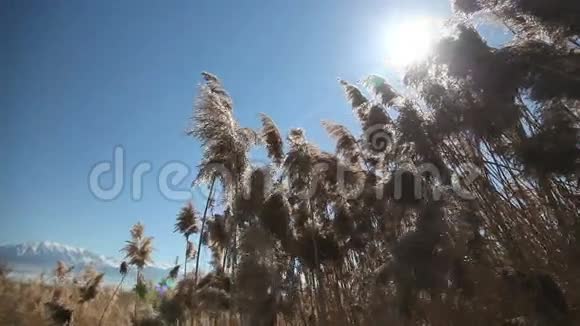 湖植物变焦视频的预览图