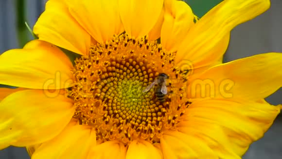 蜜蜂努力寻找向日葵头部最好的花粉视频的预览图