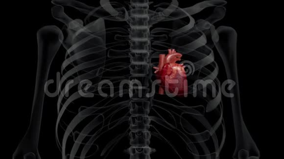 人类X光胸部和心脏跳动的D3动画视频的预览图