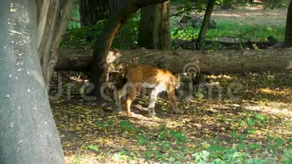 森林里美丽的野猫家族视频的预览图