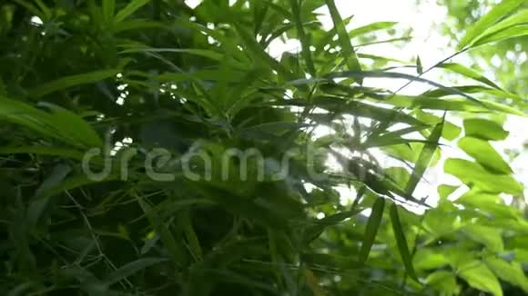 绿树叶子对抗阳光视频的预览图