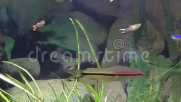 鱼缸里的水下鱼视频的预览图