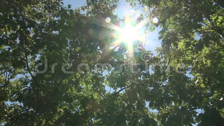 树梢上的阳光视频的预览图