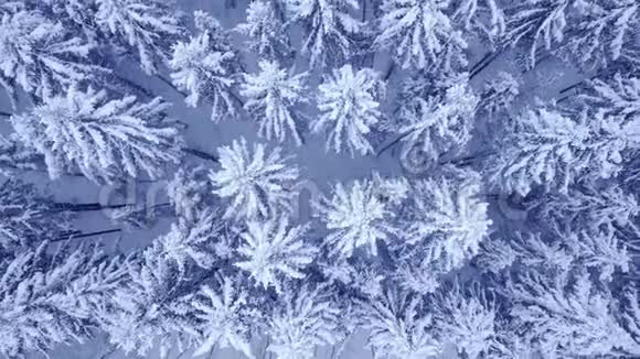 在美丽的蓝冬林中在白雪覆盖的松树树梢上镜头飞行没有人视频的预览图