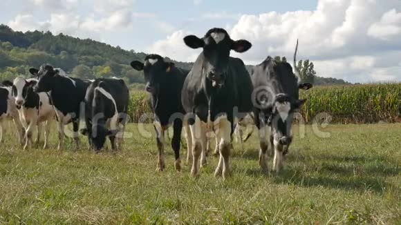 荷斯坦奶牛在夏日暖阳时节放牧视频的预览图