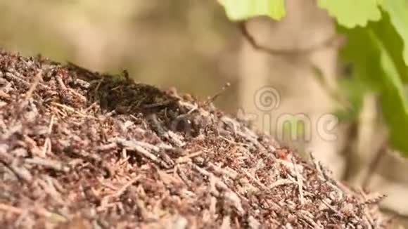 夏季阳光林下橡树枝下红色蚂蚁群落的大型蚁穴以慢动作为背景视频的预览图