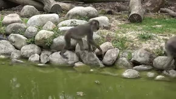 钻猴山栖息于自然栖息地地区濒危物种动物视频的预览图