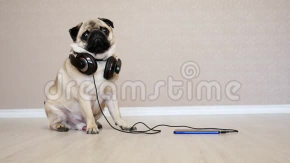 可爱有趣的小狗在耳机听音乐惊讶狗的肖像视频的预览图