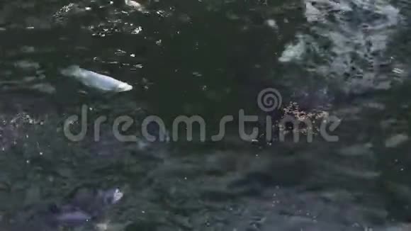 鲤鱼锦鲤在花园池塘的透明水中游泳关闭日本鲤鱼锦鲤在装饰池塘游泳视频的预览图
