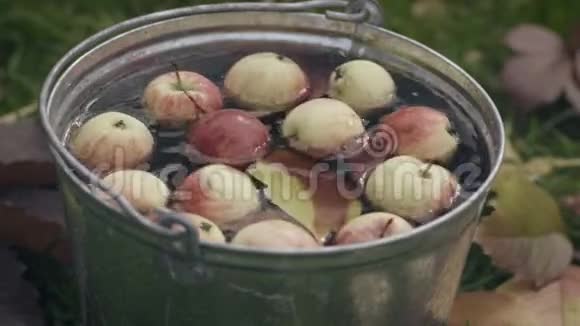 一桶装满水的红熟苹果视频的预览图