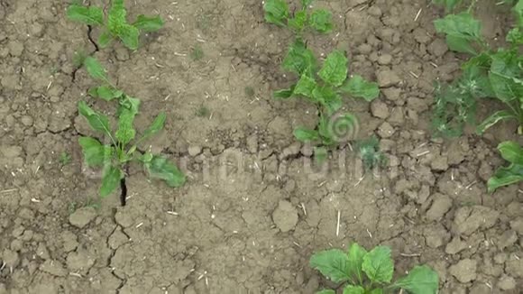 干旱旱田土地上有甜菜白砂糖旱田土壤开裂气候变化视频的预览图