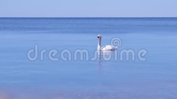 阳光明媚的白天优雅的白天鹅漂浮在蓝色的海面上视频的预览图