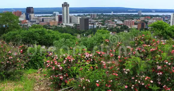 加拿大汉密尔顿的景色市中心前景4K的鲜花视频的预览图