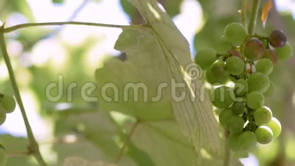 晴天挂在花园里的绿葡萄果实和叶子视频的预览图