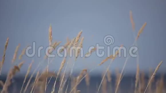 黄色的草耳在海边阳光明媚的田野里随风摇曳视频的预览图