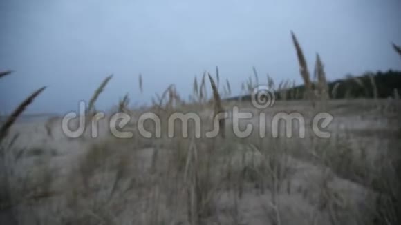 黄色的草耳在阳光明媚的田野里摇曳海洋视频的预览图