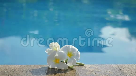 池边的白梅花水疗产品的概念主题美丽花朵的变化焦点视频的预览图