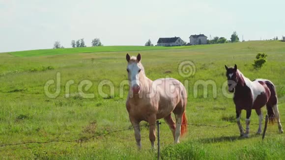 马在草地上放牧视频的预览图