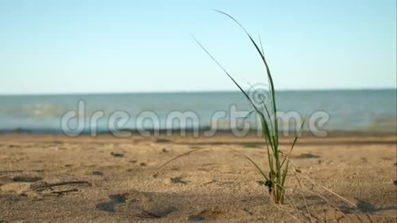 海滩上的草叶视频的预览图