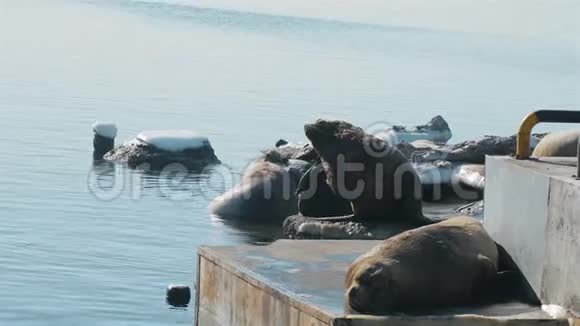堪察加附近的海狮巢穴视频的预览图