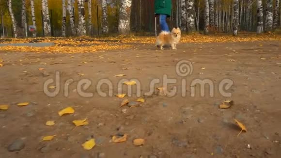 德国斯皮茨在秋天的树叶中奔跑视频的预览图